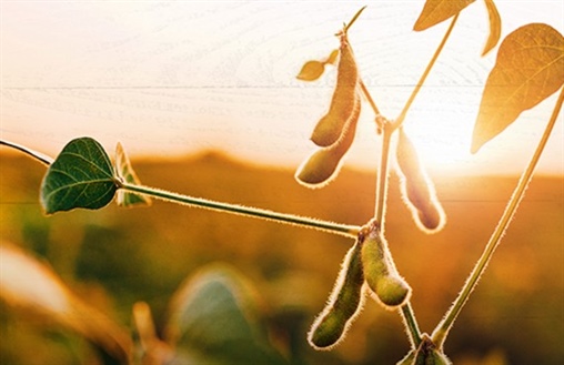 When the Crop Is Up and Running, Your Financial Plan Should Be Too