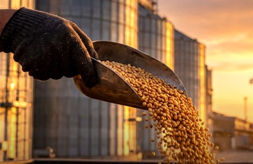 Harvest Marketing: Sell, Store, or Wait?