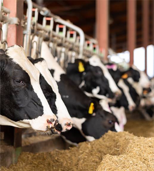 Inset-Closeup-of-Cows