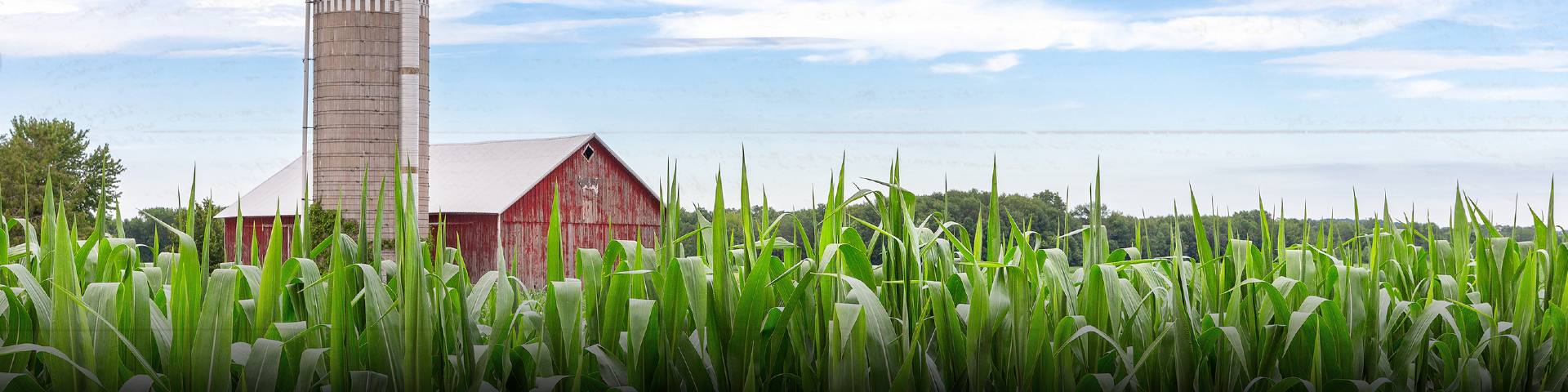 Hero-Red-Barn-in-Corn-Field